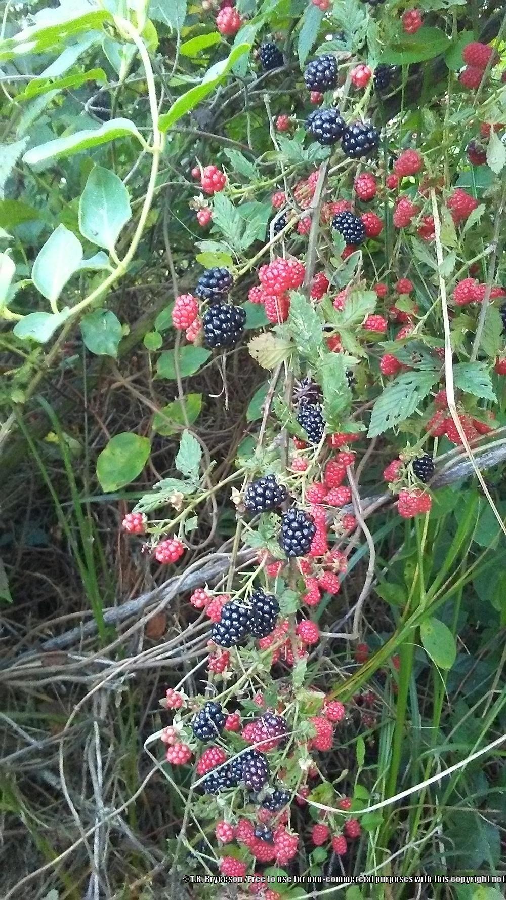 Photo of Wild Blackberry (Rubus cochinchinensis) uploaded by RadlyRootbound