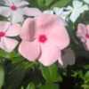 Catharanthus roseus (Vinca) Cora® Mix light pink bloom closeup