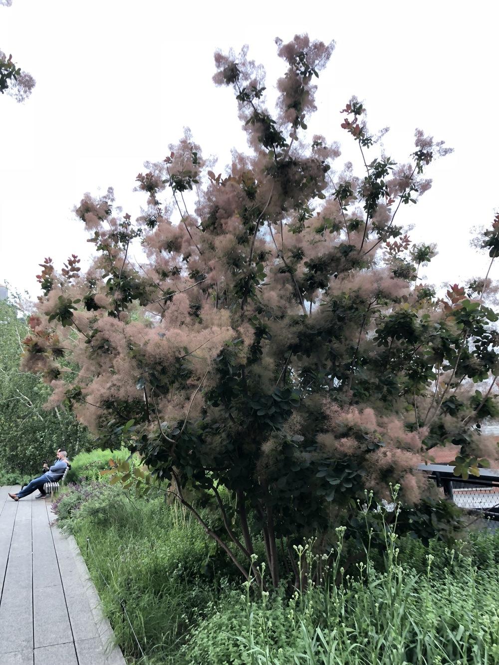Photo of American Smoke Tree (Cotinus obovatus) uploaded by SleepyWhippet