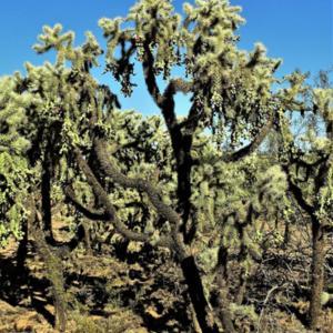 Chain fruit cholla growing in a large cluster at the north end of