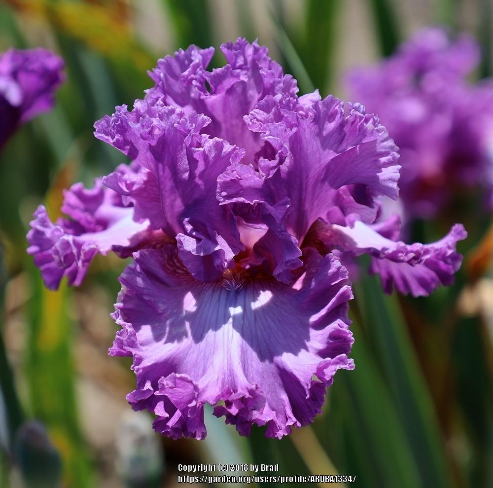 Irises Plant Care and Collection of Varieties