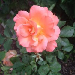 Location: In my garden, Falls Church, VA
Date: 2018-06-21
This rose is growing on original root stock