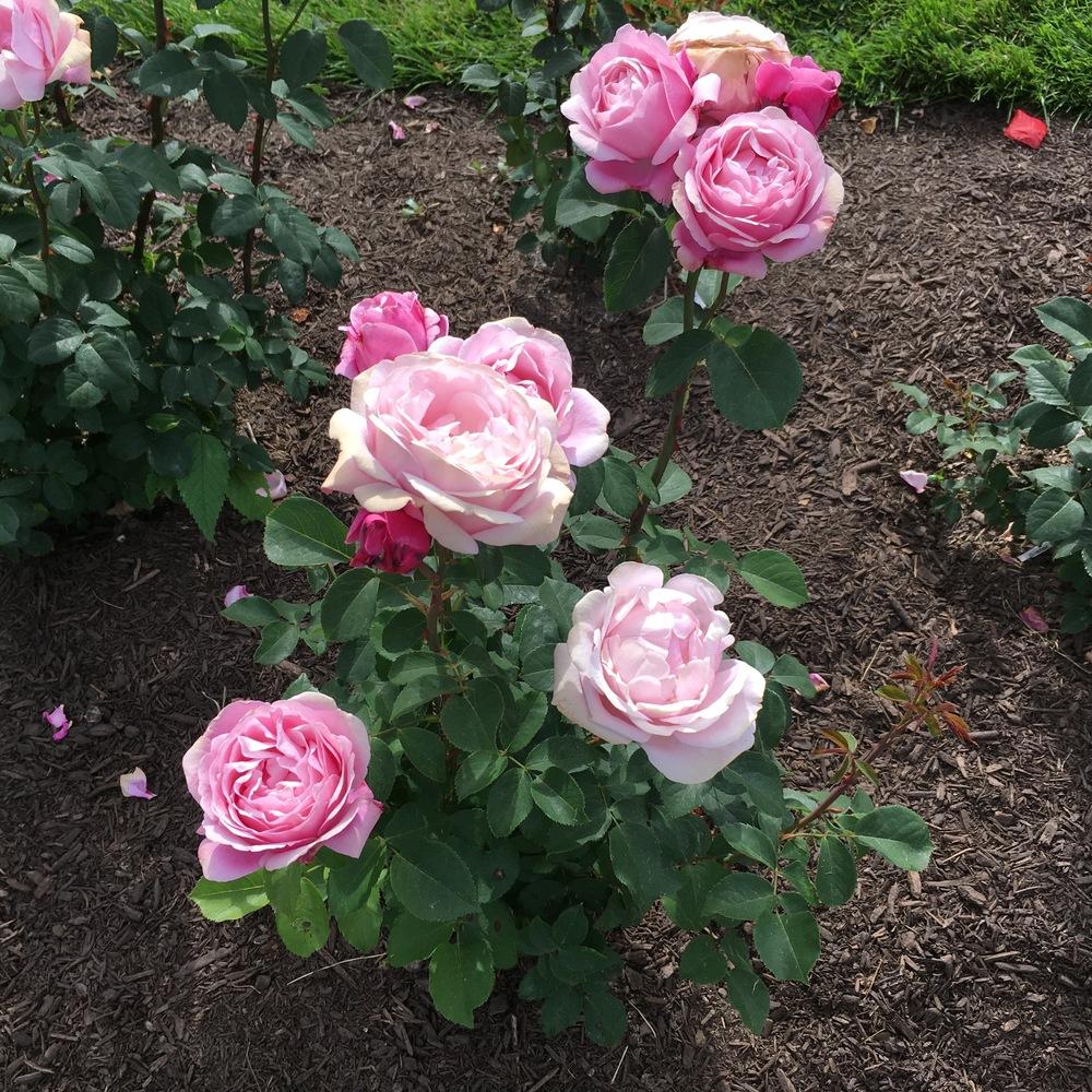 Photo of Rose (Rosa 'Soeur Emmanuelle') uploaded by csandt