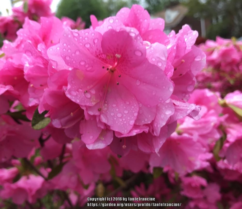 Photo of Rhododendrons (Rhododendron) uploaded by tantefrancine
