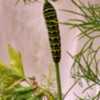 #caterpillar #blackSwallowtailCaterpillar