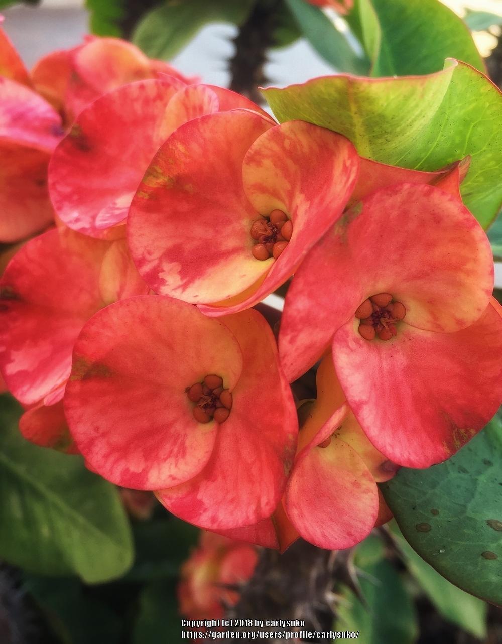 Photo of Crown of Thorns (Euphorbia milii) uploaded by carlysuko