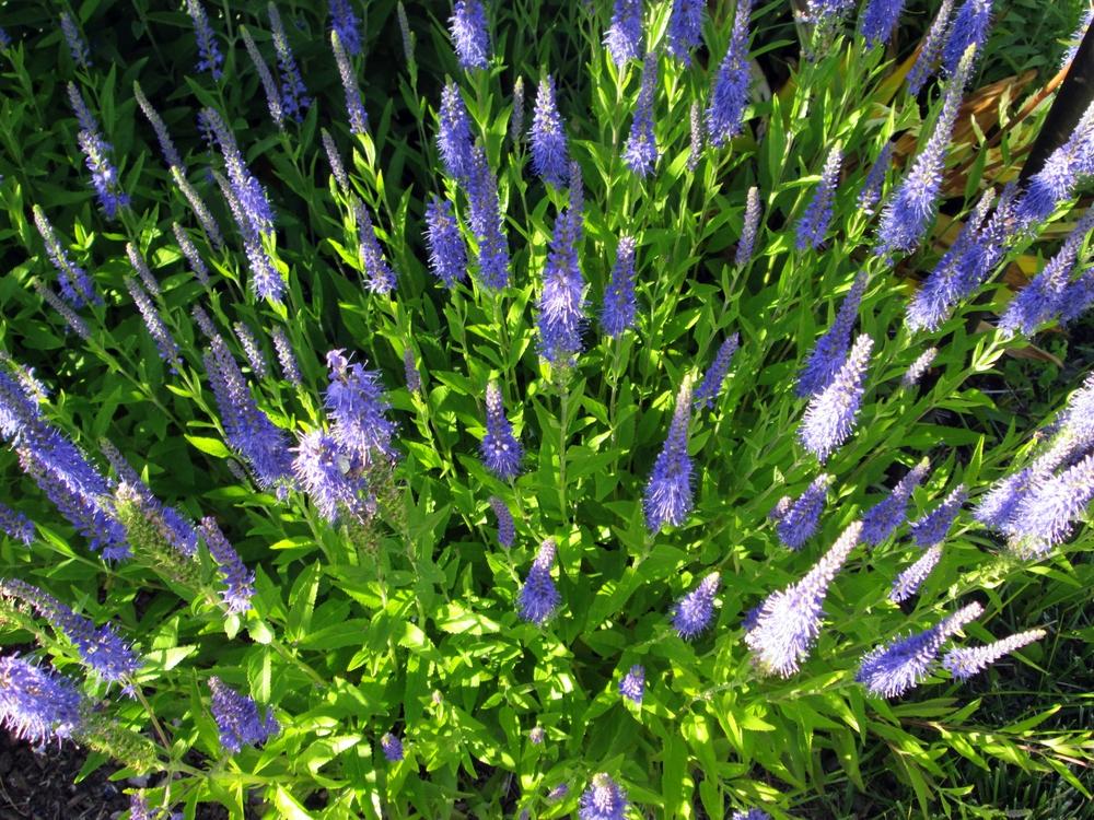 Photo of Spike Speedwell (Veronica spicata) uploaded by lauribob