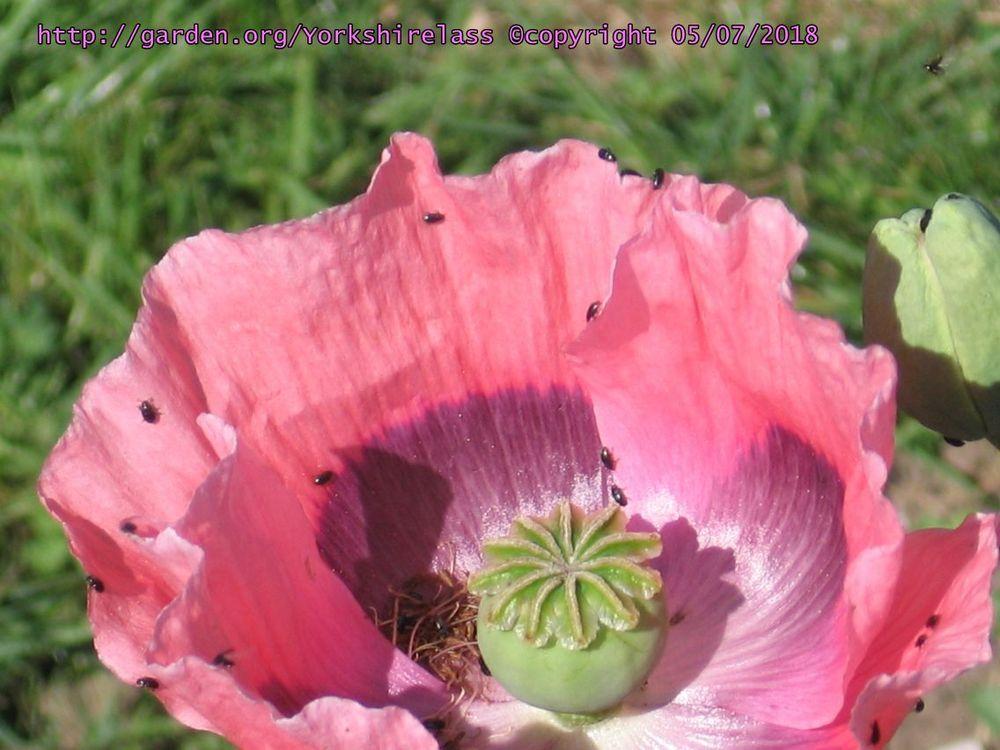 Photo of Poppies (Papaver) uploaded by Yorkshirelass