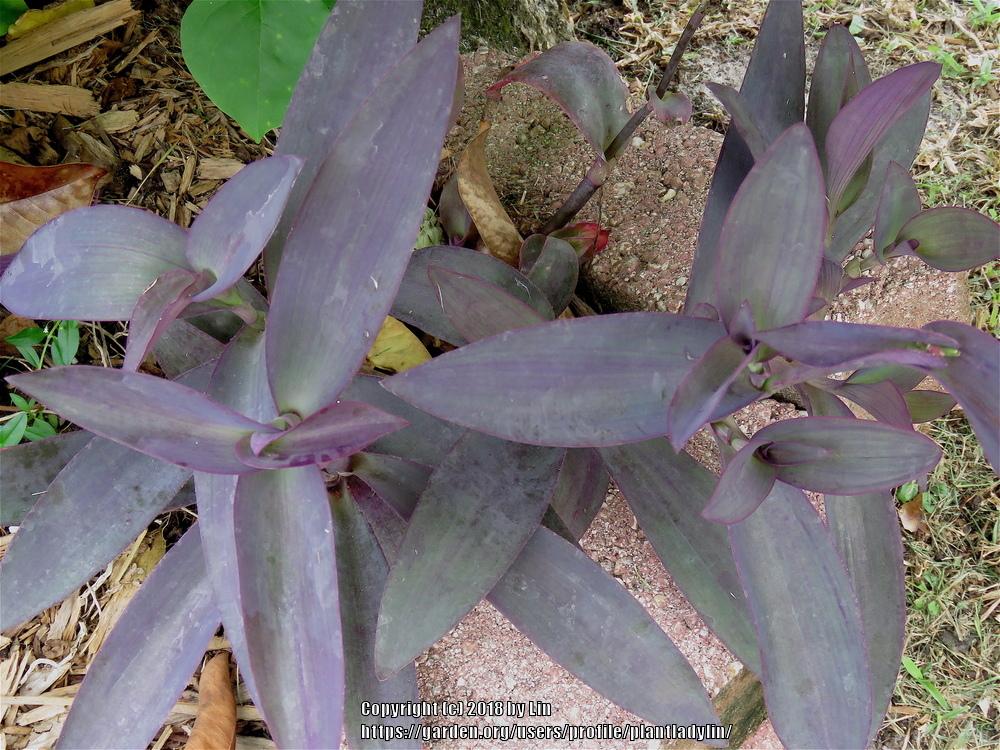 Photo of Purple Heart (Tradescantia pallida) uploaded by plantladylin