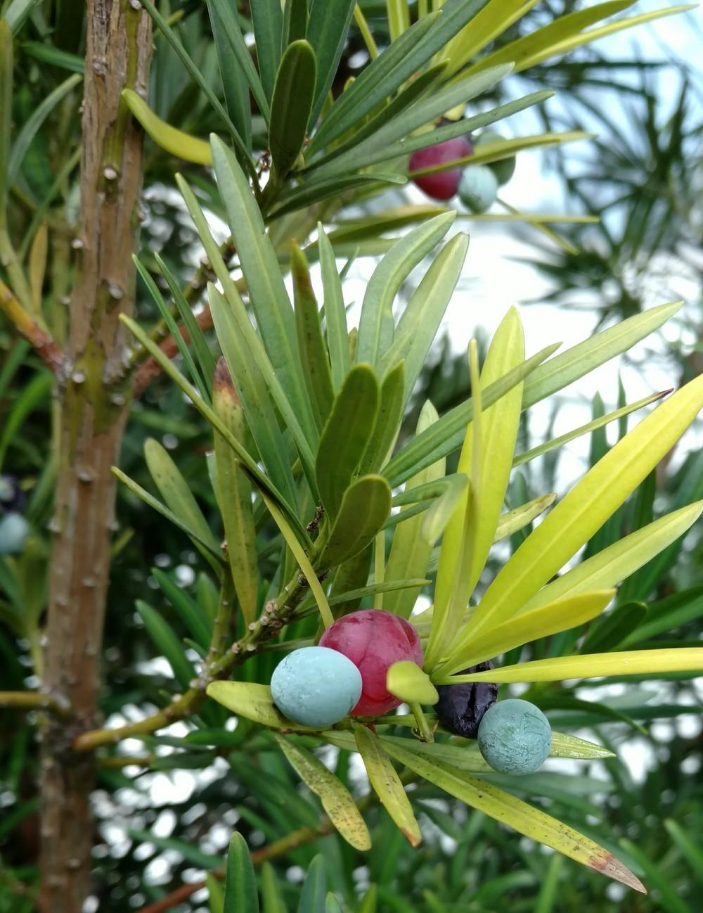 Photo of Buddhist Pine (Podocarpus macrophyllus) uploaded by wilmarosebud