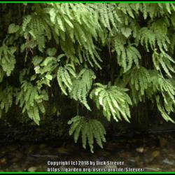 Location: Del Norte county, Ca. amongst the Redwoods
Date: 2006-08-21
Western 5 finger Maidenhair in Fern Canyon