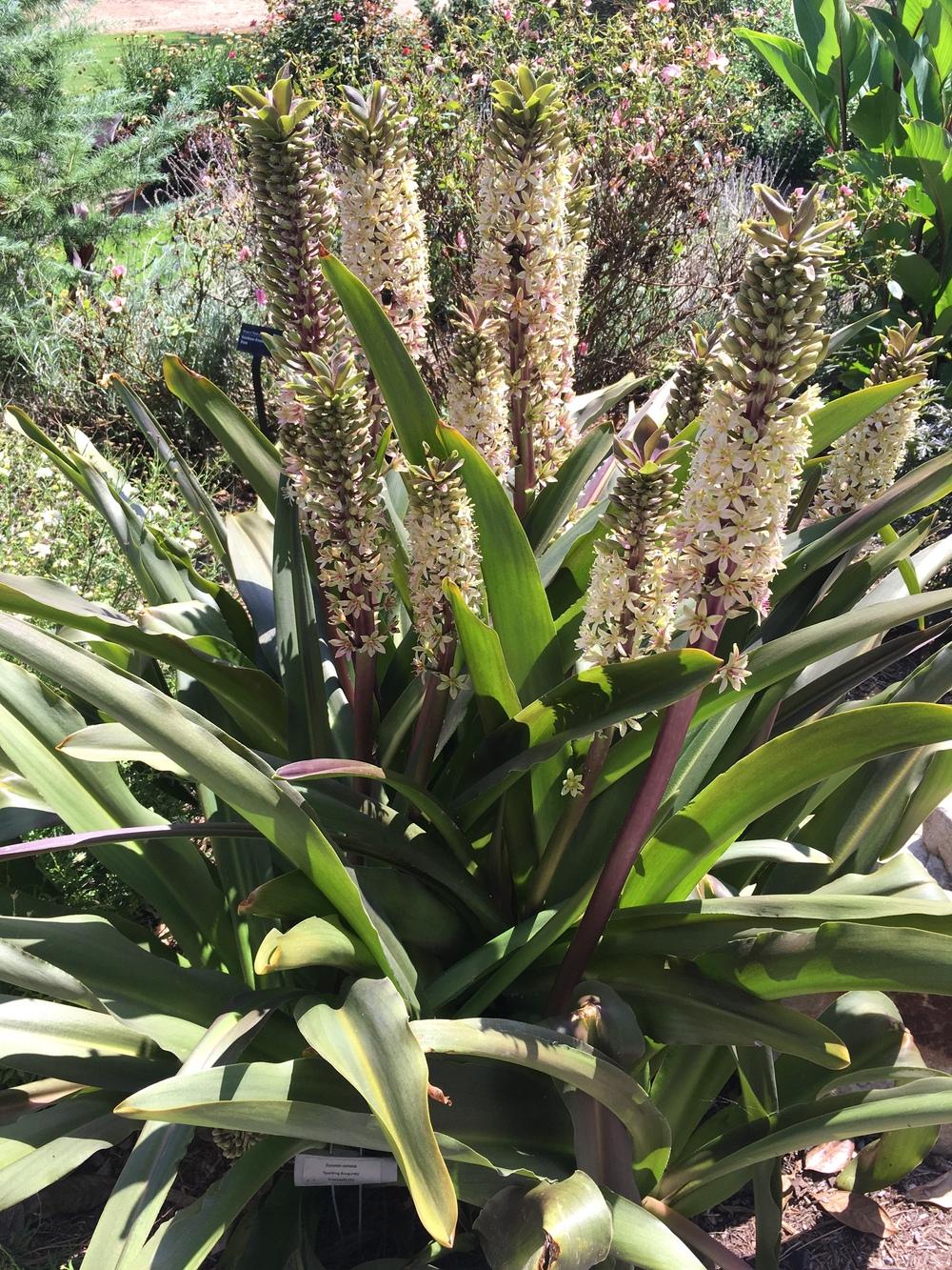 Photo of Pineapple Lily (Eucomis comosa 'Sparkling Burgundy') uploaded by Lakeside