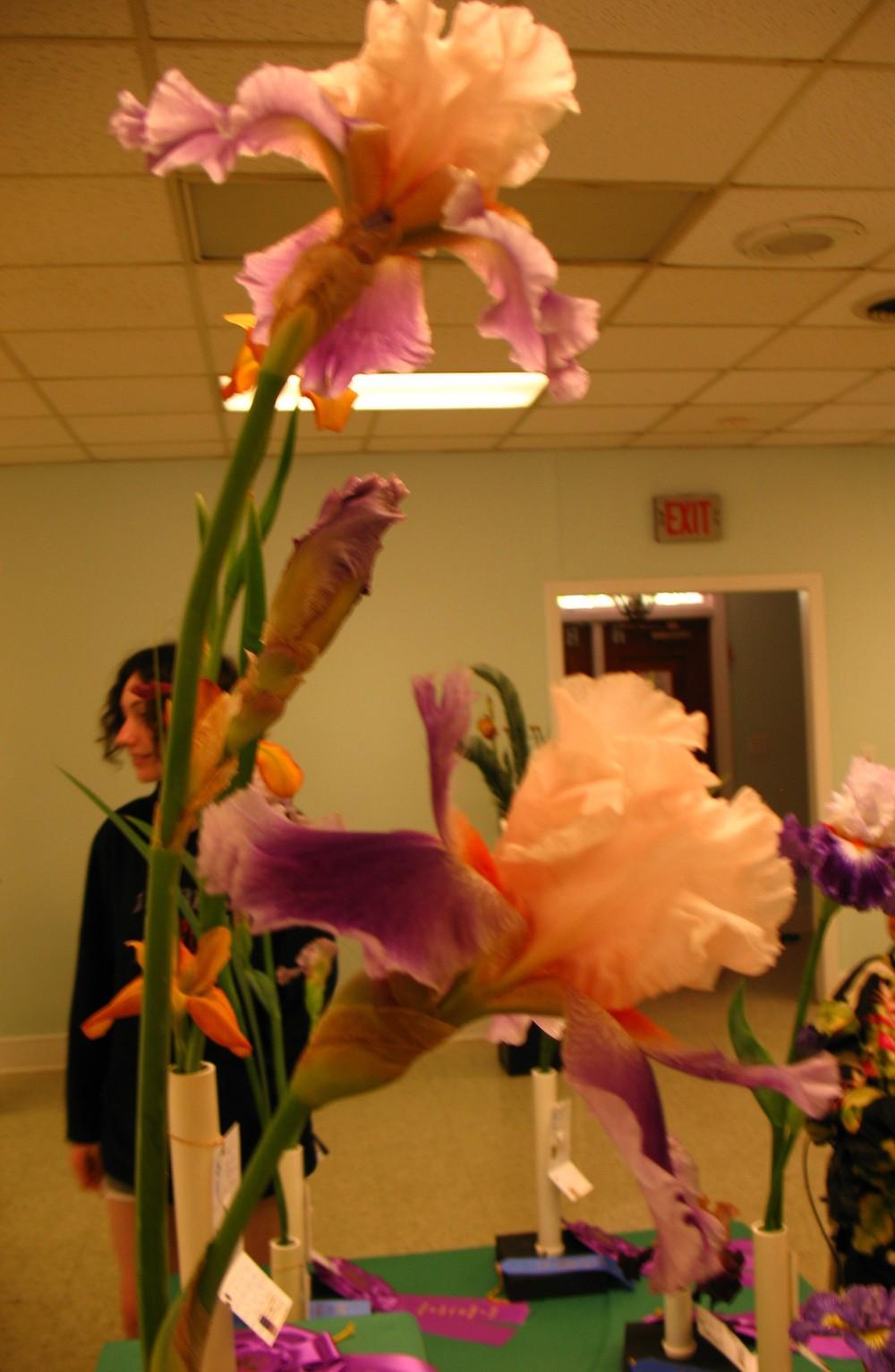 Photo of Tall Bearded Iris (Iris 'Firebeard') uploaded by Lalambchop1
