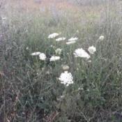 An Queen Anne's Lace near the field of Varna,Bulgaria