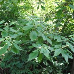 Location: Mount Cuba Center, Hockessin, Delaware
Date: 2018-06-29
leaves of a specimen planted at forest edge