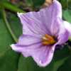 Eggplant Bloom (Solanum melongena 'Japanese Millionaire')