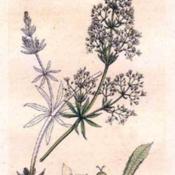 Botanical illustation of Galium Album