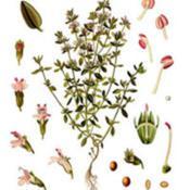 Botanical illustration of Thymus vulgaris