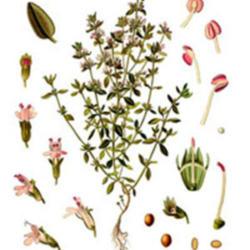 Location: Botanical book
Date: 14.07.2018
Botanical illustration of Thymus vulgaris