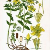 Botanical illustration of Hypericum perforatum