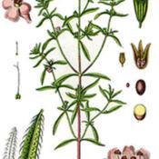 Botanical illustration of Satureja hortensis