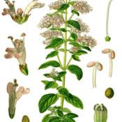 Botanical illustration of Origanum vulgare