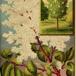 
Date: c. 1888
illustration from the 1888 catalog, Shady Hill Nurseries, Cambrid