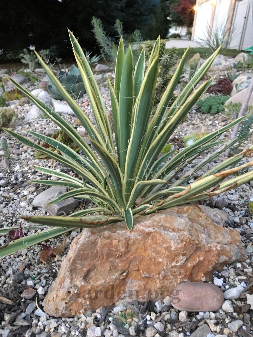 Photo of Variegated Adam's Needle (Yucca filamentosa 'Variegata') uploaded by BlueOddish