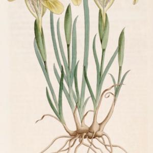 illustration from the 1821 Botanical Register