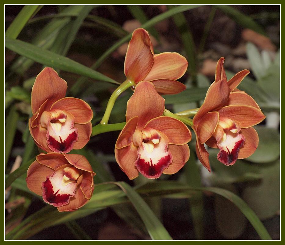 Photo of Orchid (Cymbidium) uploaded by BarbandDave