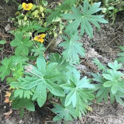 Location: Southern Maine
Date: July
Leaf shape variation in a single geranium sanguineum