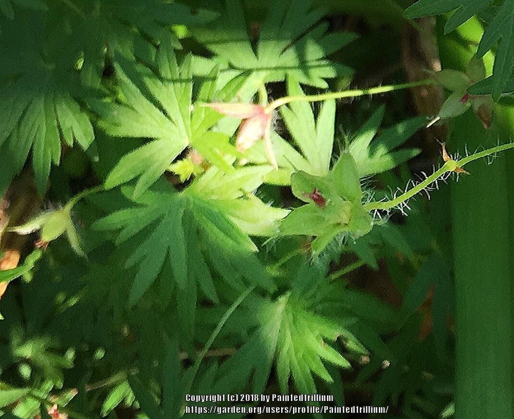 Photo of Hardy Geranium (Geranium sanguineum) uploaded by Paintedtrillium