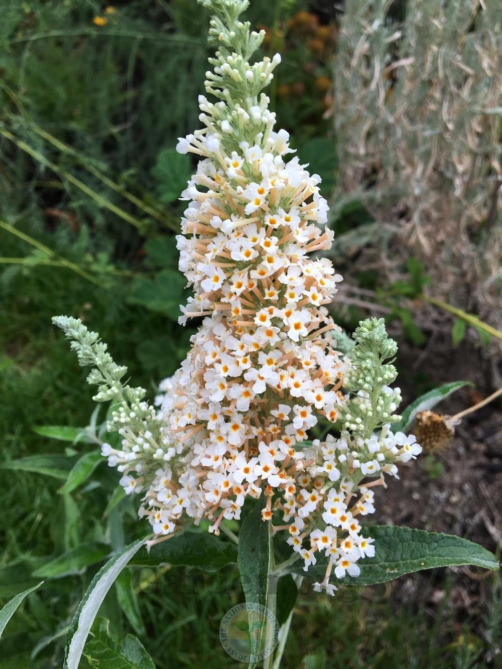 Butterfly Bushes Plant Care and Collection of Varieties