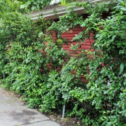 Location: Glen Ellyn, Illinois
Date: 2015-06-18
shrubs made upright along a garage and sidewalk