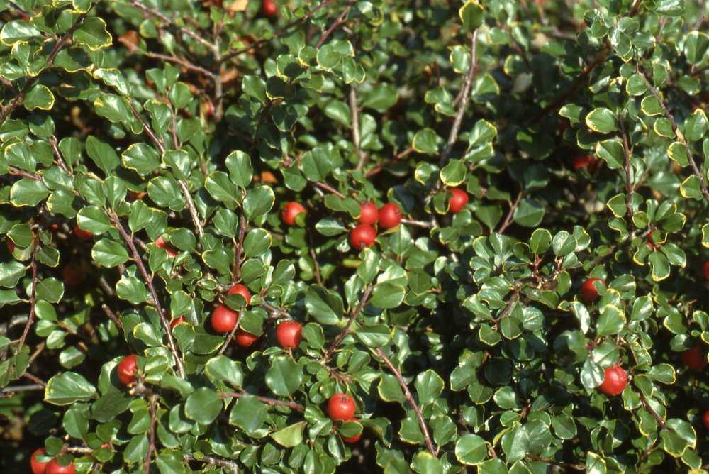 Photo of Cranberry Cotoneaster (Cotoneaster apiculatus) uploaded by ILPARW