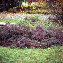 Location: Morton Arboretum in Lisle, Illinois
Date: autumn in 1980's
a shrub or two in front of pond