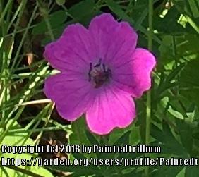 Photo of Hardy Geranium (Geranium sanguineum) uploaded by Paintedtrillium