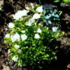 - A very tiny rock garden Bellflower.