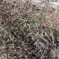 Location: Downingtown, Pennsylvania
Date: 2014-01-17
a messy vine mass in winter