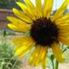 Sunflower (Helianthus annuus 'American Giant)