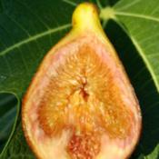 Breba fig the size of a satsuma with a sweet melon flavor