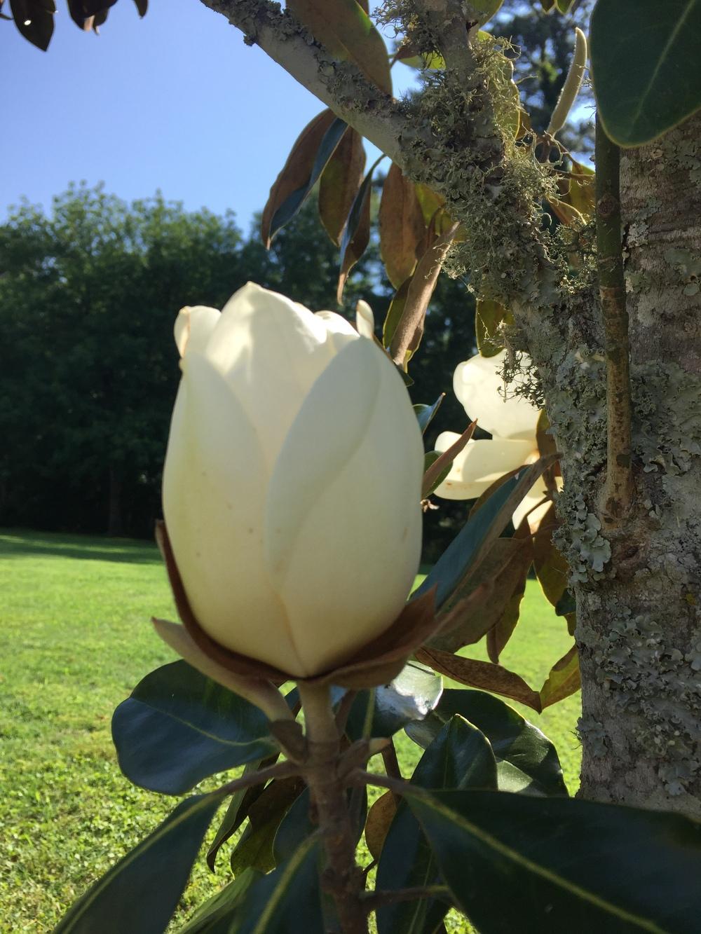 Photo of Magnolias (Magnolia) uploaded by AliWood