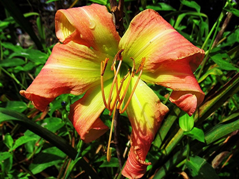 Photo of Daylily (Hemerocallis 'Almost Forever') uploaded by LarryR