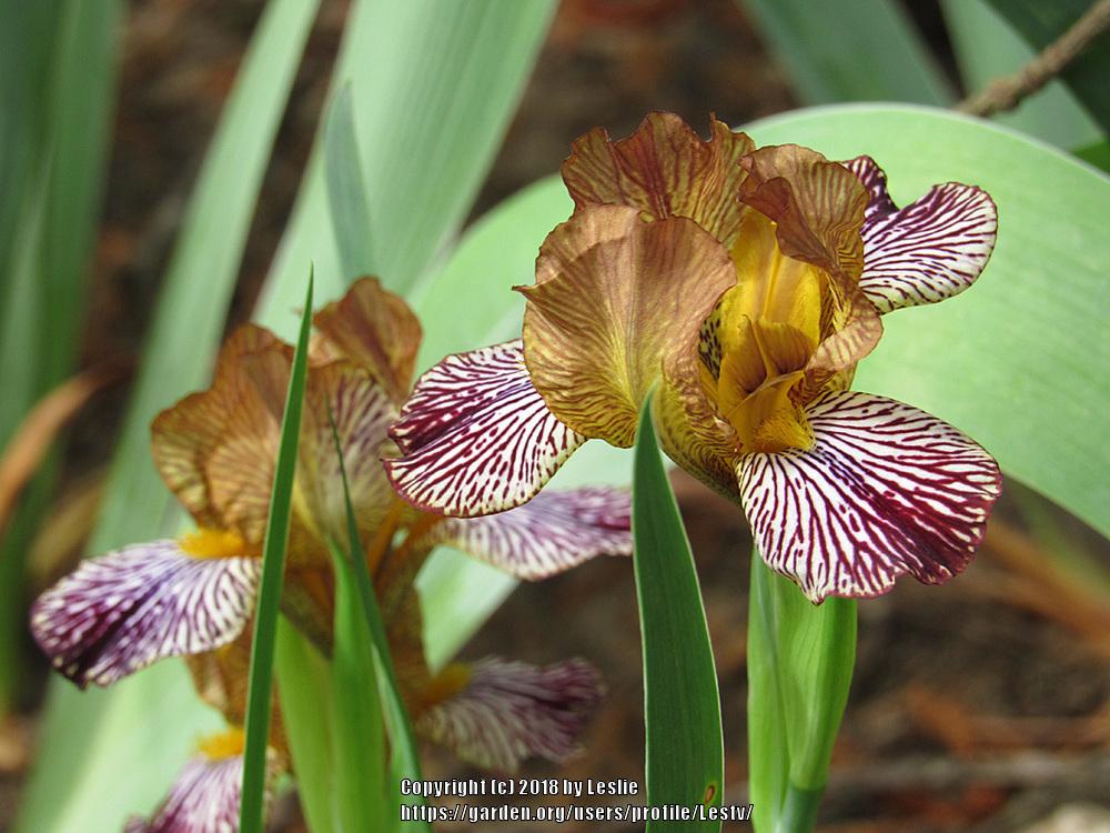 Photo of Miniature Tall Bearded Iris (Iris 'Moose Tracks') uploaded by Lestv