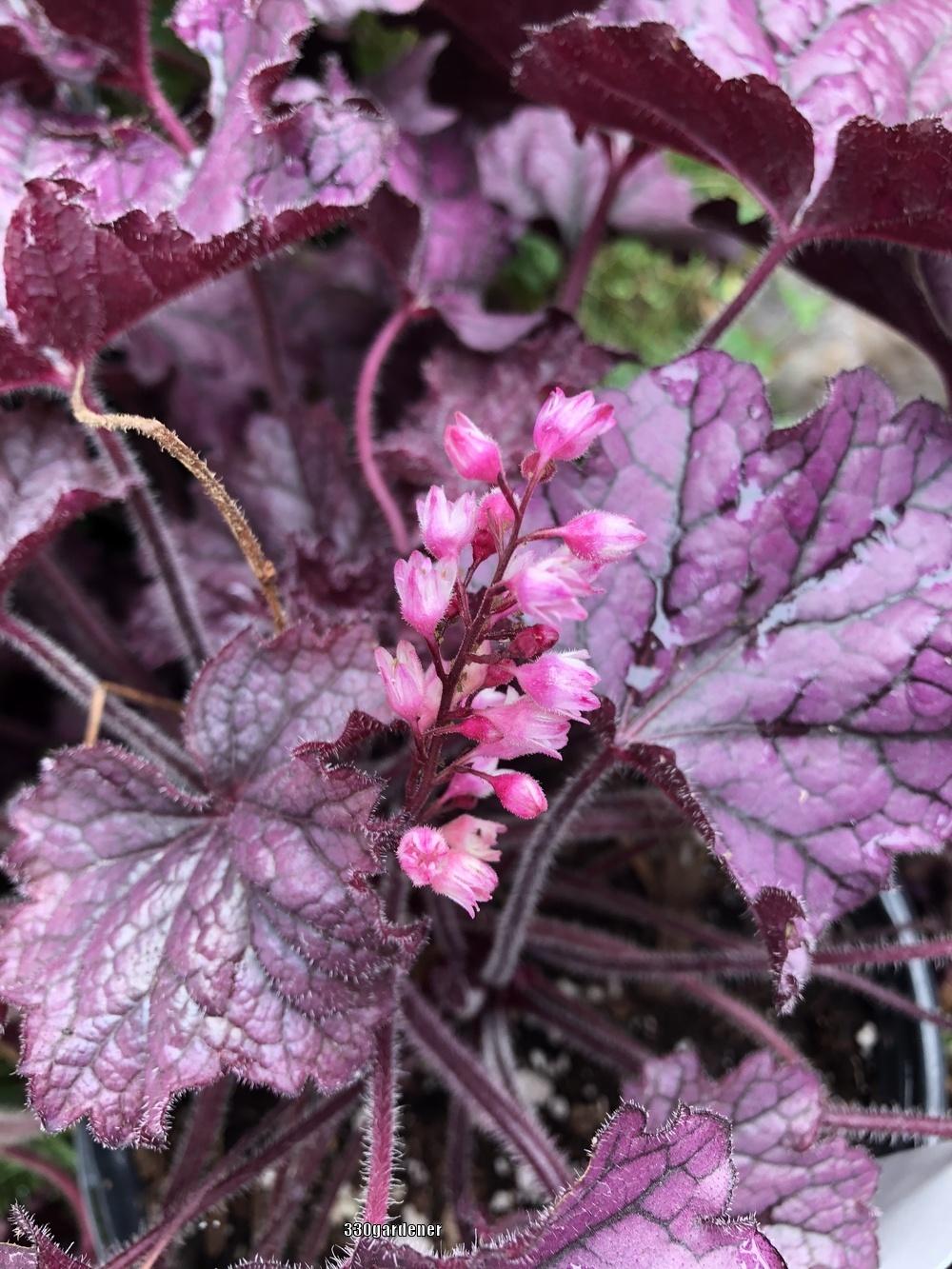 Coral Bells Plant Care and Collection of Varieties