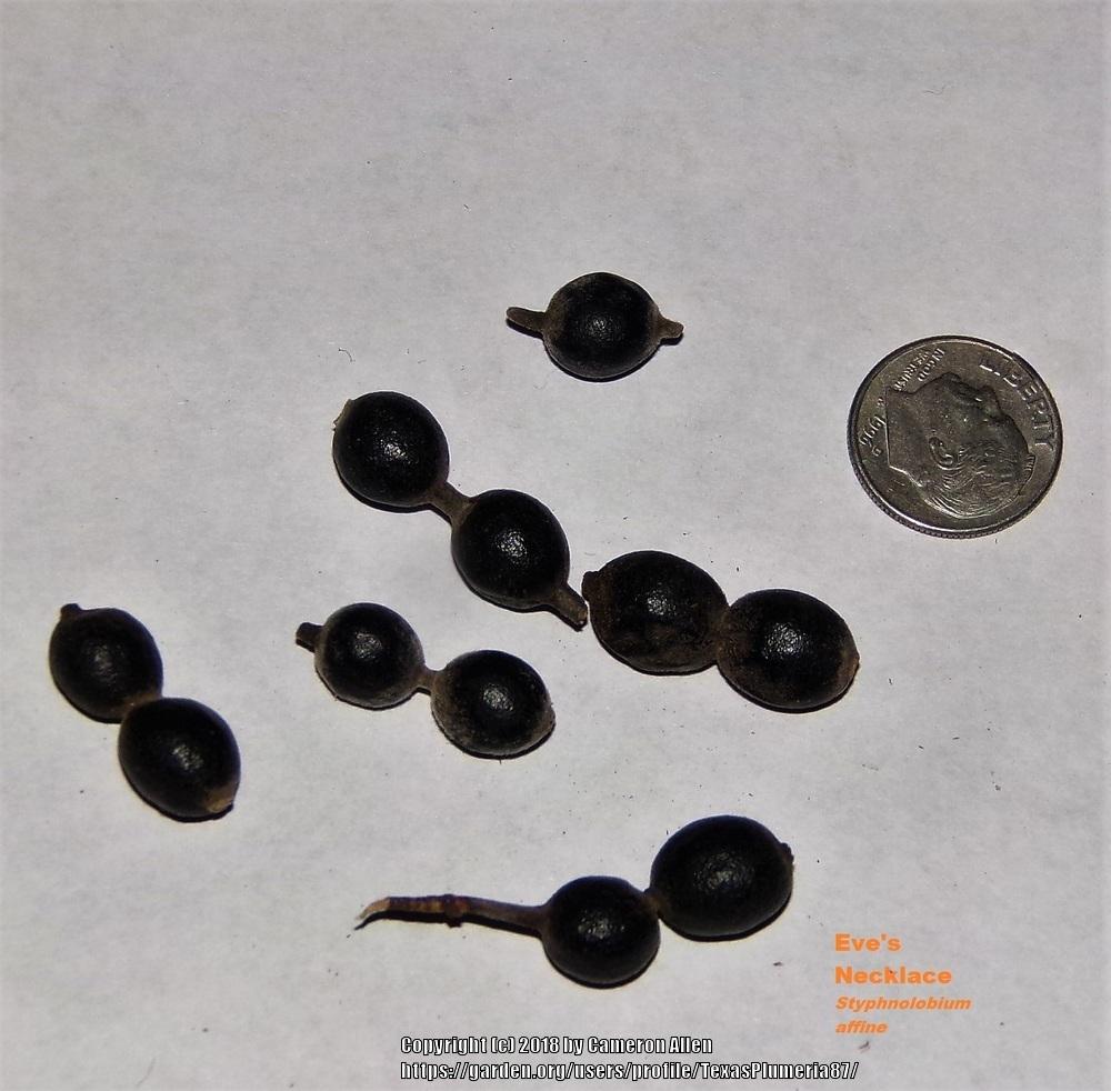 Photo of Eve's Necklace (Sophora affinis) uploaded by TexasPlumeria87