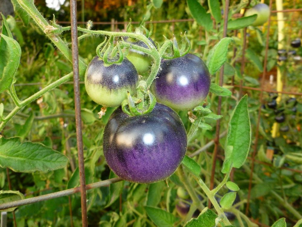 Photo of Tomato (Solanum lycopersicum 'Indigo Apple') uploaded by gardengorilla97306