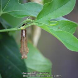Location: all photos from my gardens
Date: 2018-08-31
Gulf Fritillary Cocoon - also eggs on leaf