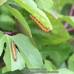 Location: all photos from my gardens
Date: 2018-08-31
Host plant for gulf fritillary butterfly caterpillars.