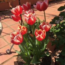 Location: Pretoria, South Africa
Date: 2018-08-13
Tulip - Leen van der Mark
